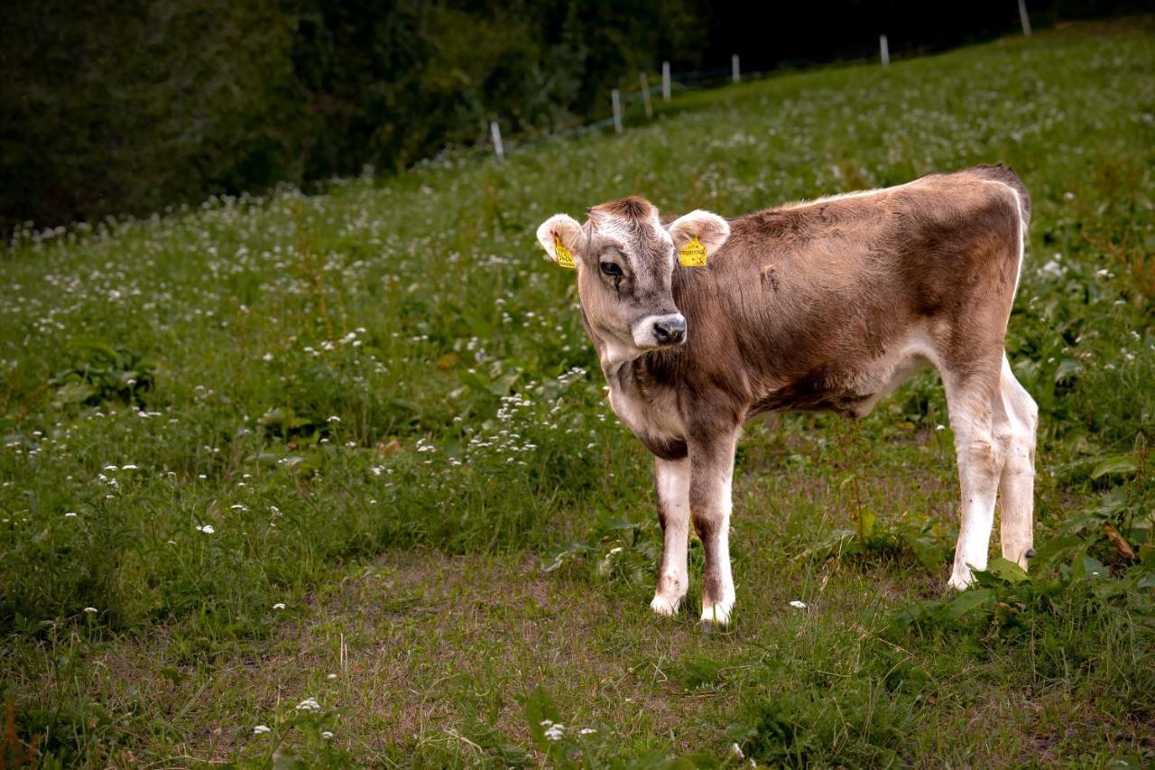 Stillehof - Ferienwohnungen Auf Dem Bauernhof- Suedtirol Brixen Exteriér fotografie